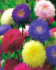Aster Symphyotrichum Novae-Angliae New England Mix Seeds prized for pollinator Fall Blooms