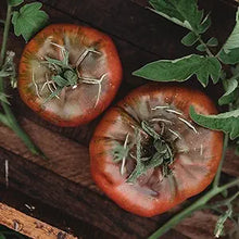 Costoluto (Genovese Tomato Seeds – Ribbed Italian Heirloom Tomatoes) for planting in garden