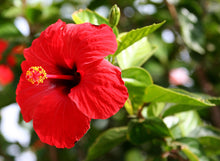 Red and Orange Hibiscus Seeds prized for exotic Planting