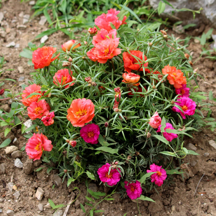 Portulaca moss-rose (Portulaca grandiflora) seeds for outdoor planting