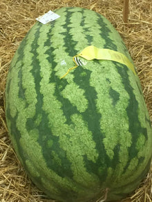 Carolina Cross Watermelon Seeds (Citrullus lanatus) for productive rows in the large plots and vegetable gardens