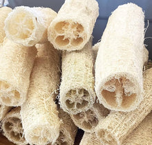 Loofah Seeds (Luffa aegyptiaca) for a bright addition to the Pure Meat Variety in Kitchen Garden