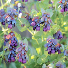 Shrimp Plant Seeds (Justicia brandegeeana) for growers filling out the Flower Balcony Garden