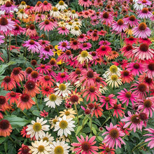 Echinacea 'Sunbird' Chrysanthemum Seeds (Echinacea purpurea) for a bright addition to the Flower Bed & Garden