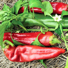 Pepper Seeds for a productive addition to the vegetable patch