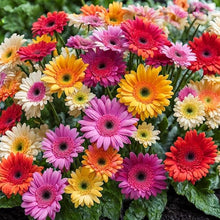 Gerbera Daisy Mixed Colors Hardy Seeds for a colorful addition to any planting