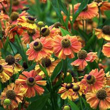 Sneezeweed Helenium autumnale flower seeds for planting in home garden and wildflower beds - for planting in home garden