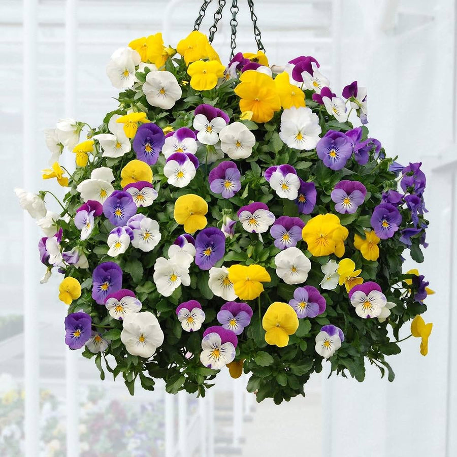 Tricolor Petunia Petunia spp. for planting in flower bed