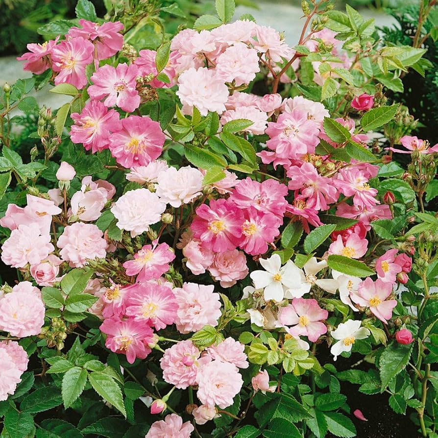 Rosa Chinensis Dendroidal Rose seeds