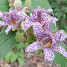 Toad Lily Seeds for growers filling out the White Purple Garden