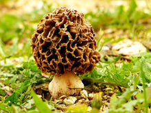 Morel Spore Seed Growing Kit to Germinate and Grow Grams of Gourmet Mushrooms  Ornamental Garden Plant for Home Gardening
