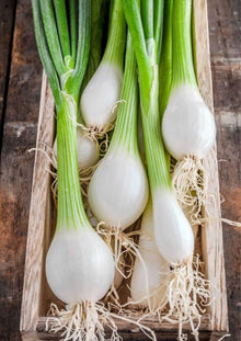 Onion Allium Fistulosum Hardy White Bunching Seeds for a reliable harvest in the Garden Rows