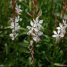 Gaura Gaura Lindheimeri Large-Flowered Butterfly Seeds for colorful blooms in the Garden Beds