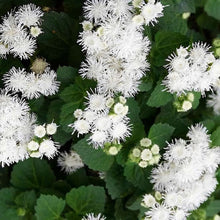 Annual Ageratum Mexicanum White Flower Mexican Paintbrush Seeds for growers seeking a long-blooming display