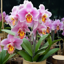 Unique Pink Cymbidium Orchid Seeds for reliable seasonal color
