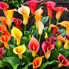 Lily Seeds (Lilium spp.) for a bright addition to the Flower Bed
