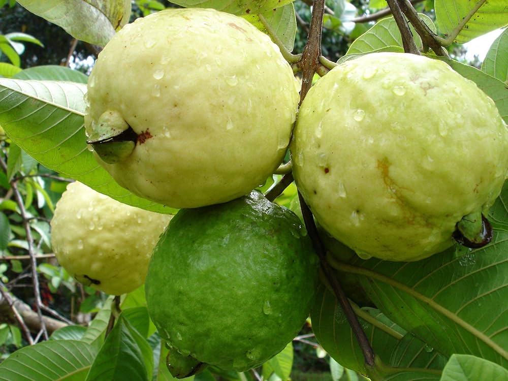 Guava Psidium guajava fruit seeds