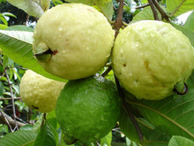 Guava Psidium guajava fruit seeds