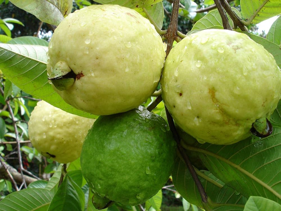Guava Psidium guajava fruit seeds