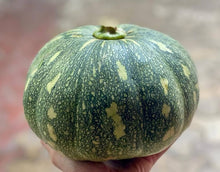 Galeux d'Eysines Pumpkin Seeds known for fall Harvest