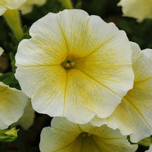 Easy Wave Yellow Petunia Hybrid Seeds for colorful blooms in the Containers