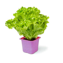 Lettuce Red Salat Seeds for growers stocking the Vegetable Patch, Leafy Greens