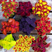 Coleus Plectranthus Scutellarioides Rainbow Mix Herb Seeds for seasonal color across the Colorful Foliage in Garden Pots