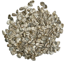 Sunflower Helianthus Annuus Seeds valued for tall, Bright Blooms