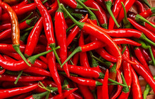 Chili Pepper ��������� Capsicum annuum ��������� for planting in dark red vegetable garden