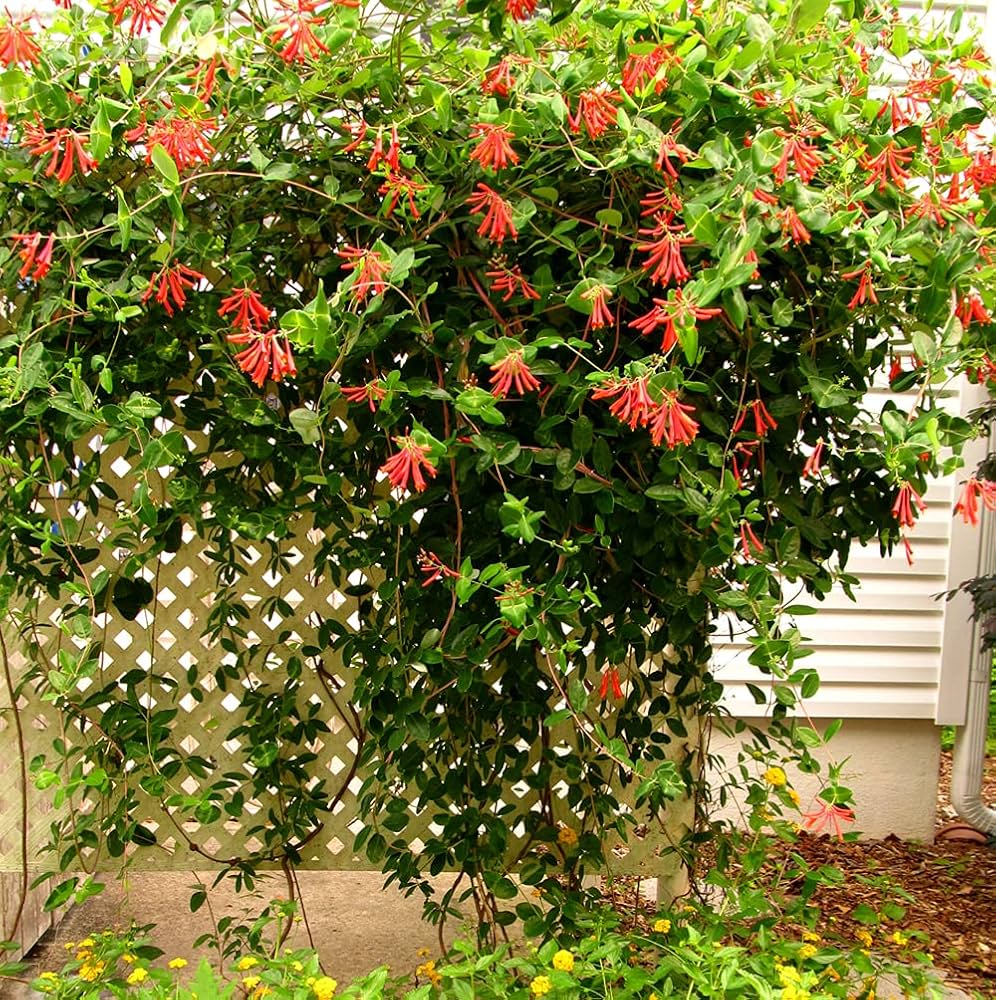 Honeysuckle Vine Lonicera spp for planting in garden trellis