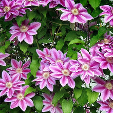 Clematis Clematis Hybrida Seeds for colorful blooms in the Vertical Trellises in Outdoor Spaces