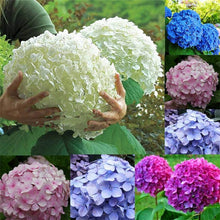 Mixed Color Hydrangea Bonsai Seeds (Hydrangea macrophylla) for long-term planting in the Balcony Planting