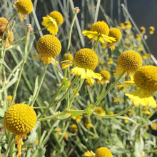 Billy Buttons Craspedia Globosa Seeds for gardeners building out beds and borders