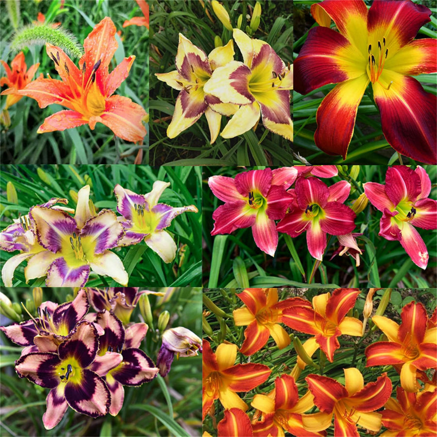 Daylily Hemerocallis Desperado Flower Seeds for Planting in Backyard Gardening and Perennial Borders - for planting in home garden