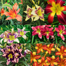 Hemerocallis Citrina Baroni Daylily Seeds for growers filling out the Flower Bed