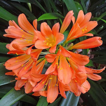Clivia Seeds for a bright addition to the Clivia garden shady flower bed