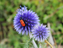 Echinops Ritro Echinops ritro for planting in flower bed