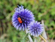 Blue Globe Thistle Seeds (Echinops bannaticus) for growers filling out the Flower Bed & Wildflower Garden