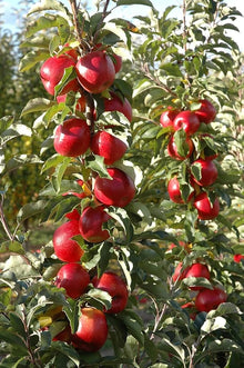 Red Delicious Apple Tree Malus Pumila Hardy and Fast-Acting  Ornamental Garden Plant Garden Plant Seeds