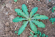 Wild Lettuce Seeds (Lactuca virosa) for productive rows in the Urban Garden