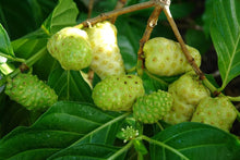 Hawaiian Noni Seeds (Morinda citrifolia) for colorful blooms in the Home Garden