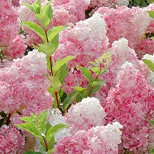 Strawberry Hydrangea Hydrangea paniculata flower seeds for backyard garden planting