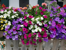 Climbing Petunia Seeds (Petunia spp.) for climbing cover in the Vertical Garden