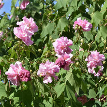 Confederate Rose Hibiscus Mutabilis for flower beds