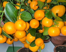 Orange Seeds (Citrus sinensis) for growers planting the home gardens and orchard spaces