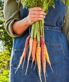 Rainbow Blend Carrot Seeds for growers stocking a kitchen garden