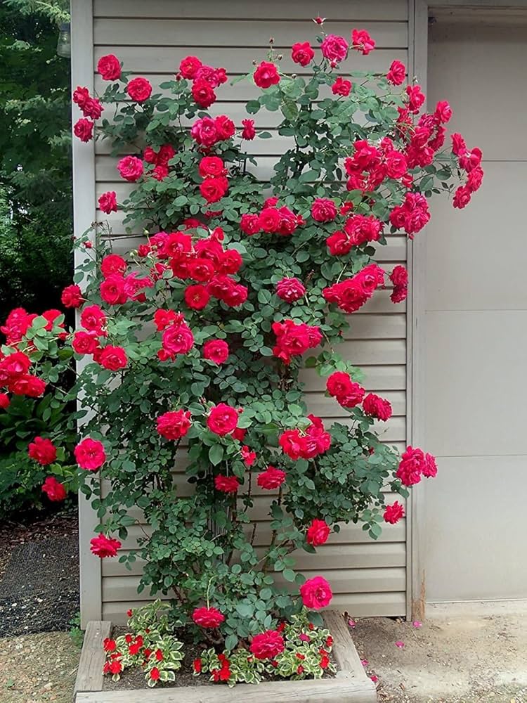 Climbing Polyantha Rose Bonsai Seeds valued for outdoor Bonsai Decoration