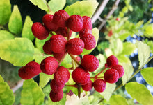 Chinese Ash Pepper Seeds for growers stocking the Zanthoxylum garden edible landscape