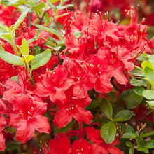 Azalea Rhododendron Azalea Cherry Seeds for sweet homegrown fruit in the Outdoor Gardens