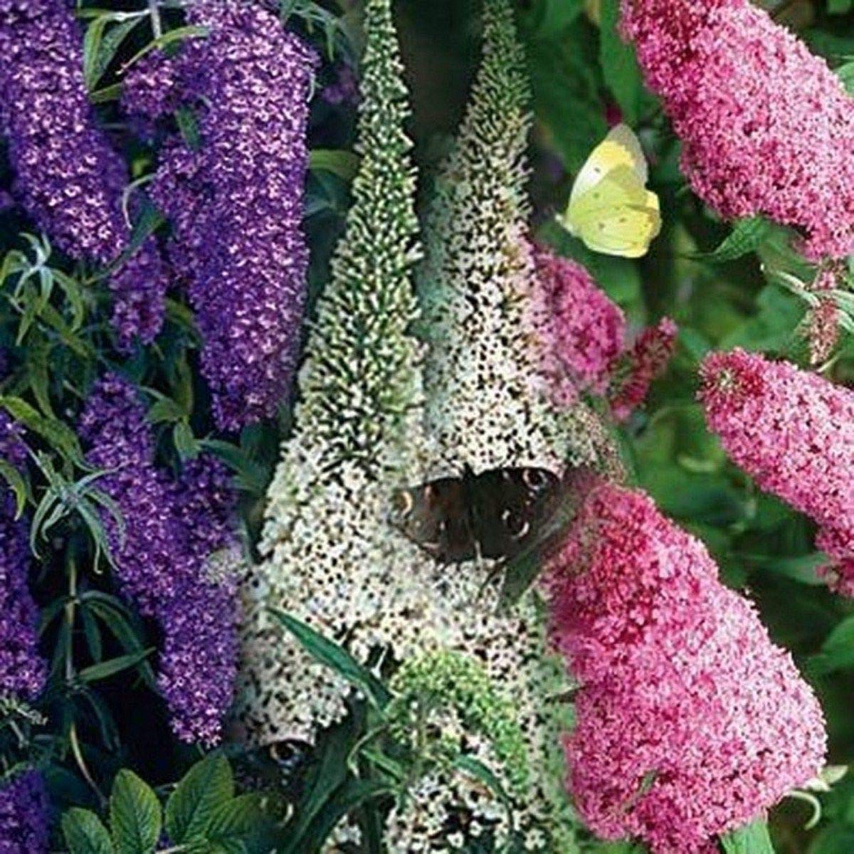 Butterfly Bush Rare Flower Seeds
